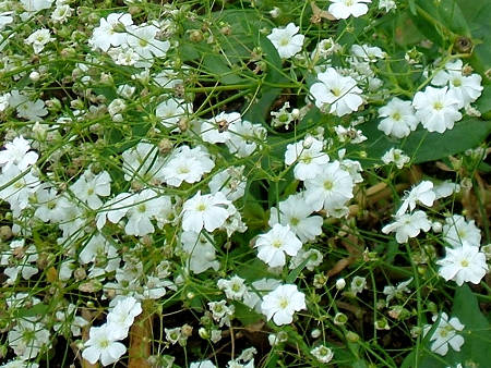 Copyright(c)2000$B!A(B Candybox All Rights Reserved